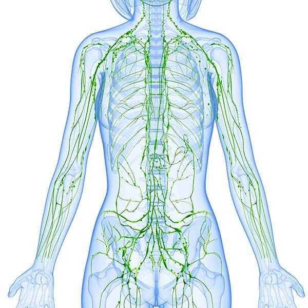 Was kann ich tun, um mein Lymphsystem an zu regen?